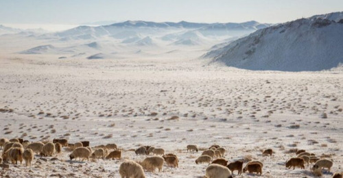 ЗУДЫН БАЙДЛЫГ ҮНЭЛЭХЭД 11 АЙМГИЙН 52 СУМ ЦАГААН ЗУДТАЙ БАЙНА